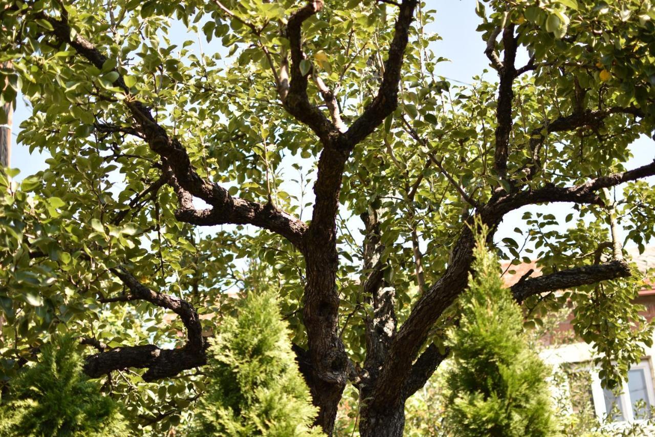 Konak Garavi Sokak Kursumlija ภายนอก รูปภาพ